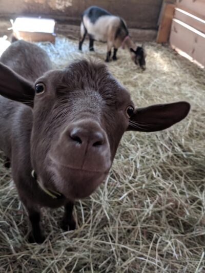 Wellsmere Farm - Wells, VT