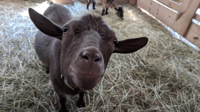Wellsmere Farm - Wells, VT