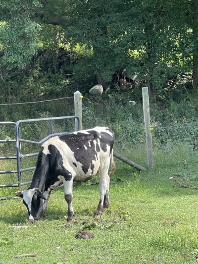 Wellsmere Farm - Wells, VT