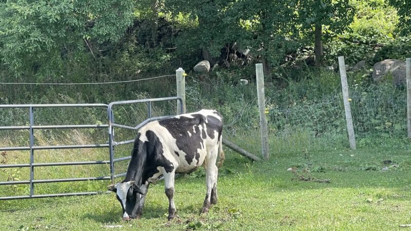 Wellsmere Farm - Wells, VT