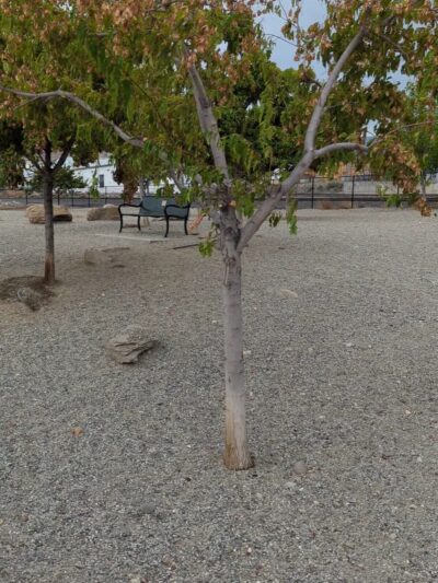 Hale Park Off Leash Area - Wenatchee, WA