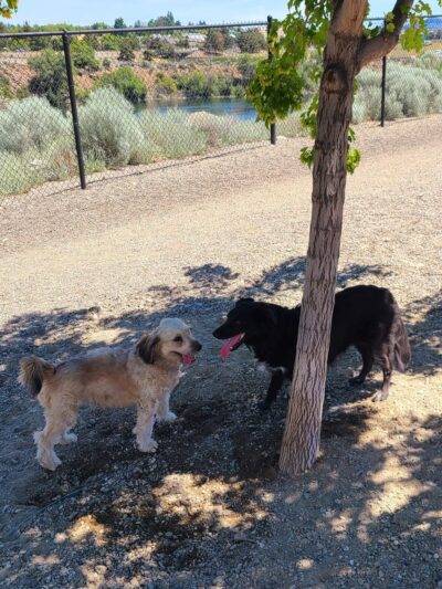 Hale Park Off Leash Area - Wenatchee, WA