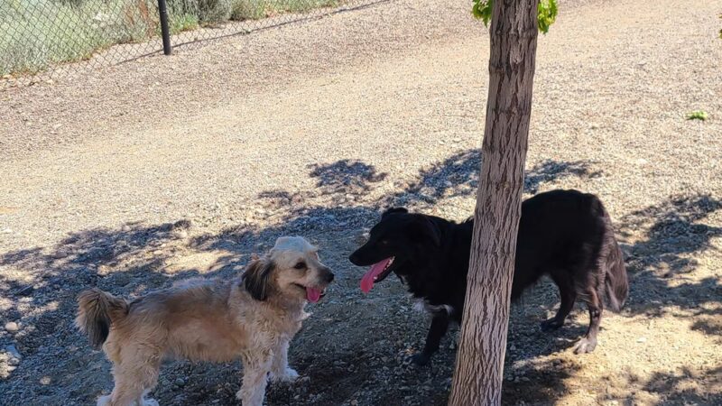 Hale Park Off Leash Area - Wenatchee, WA