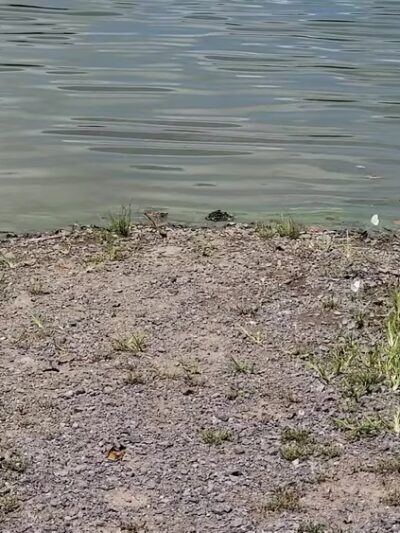 Blue Marsh Trail-Spring Creek - Wernersville, PA