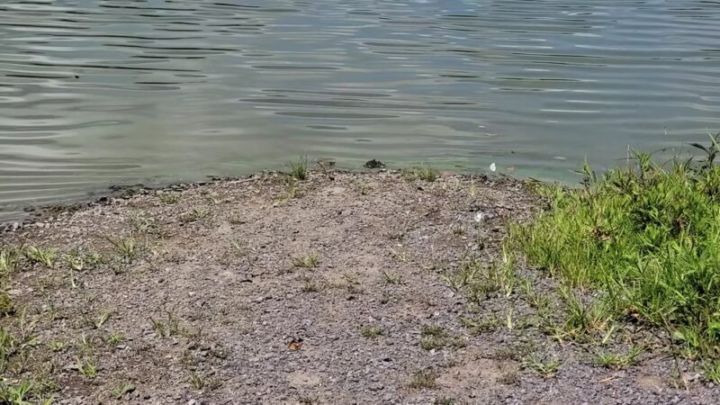 Blue Marsh Trail-Spring Creek - Wernersville, PA