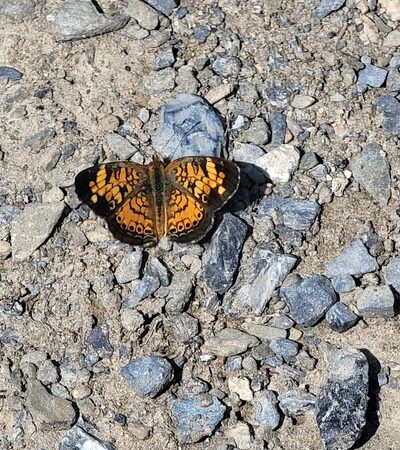 Blue Marsh Trail-Spring Creek - Wernersville, PA
