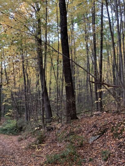 Wantastiquet Mountain Natural Area - West Chesterfield, NH