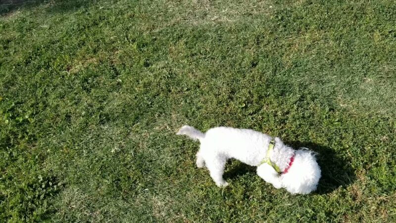 Del Norte Park - West Covina, CA