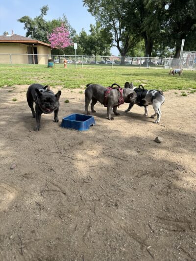 Frenchie Love Club - West Covina, CA