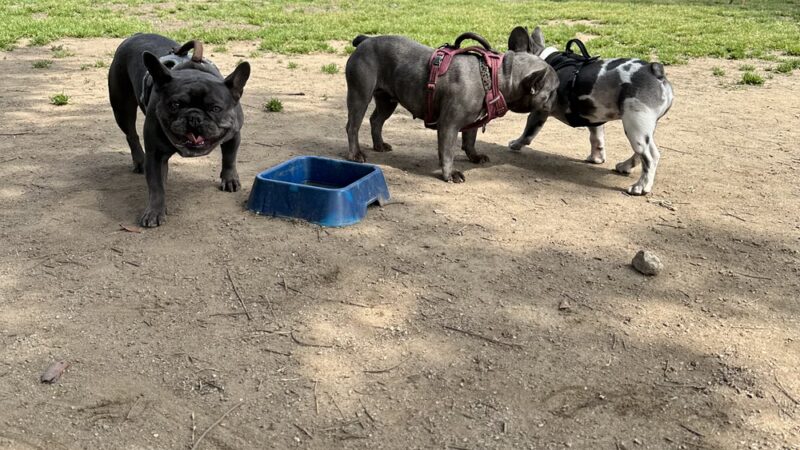 Frenchie Love Club - West Covina, CA