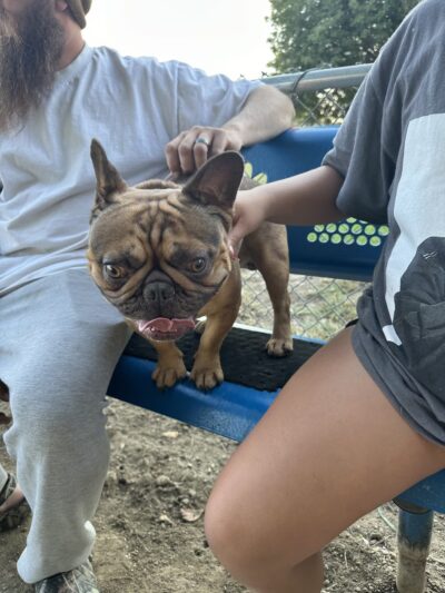 Frenchie Love Club - West Covina, CA