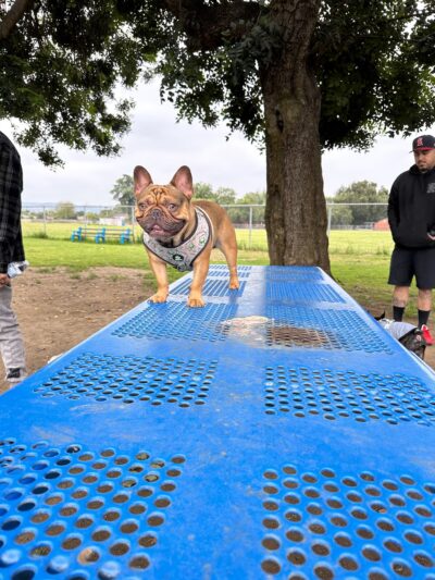 Frenchie Love Club - West Covina, CA