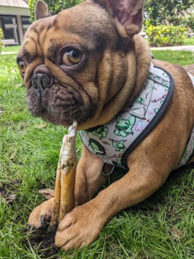 Frenchie Love Club - West Covina, CA