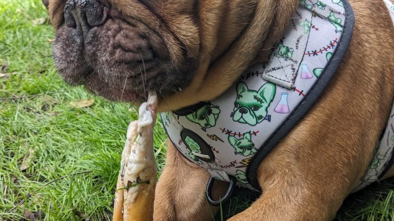 Frenchie Love Club - West Covina, CA