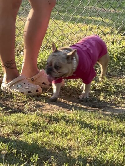 Frenchie Love Club - West Covina, CA