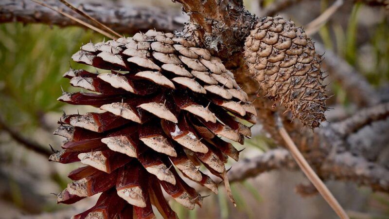 West Greenwich Sand Dunes - West Greenwich, RI