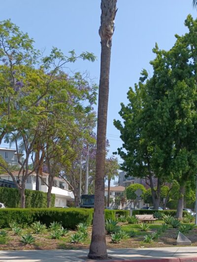 Corner Park at Hudson's - West Hollywood, CA