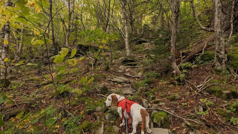 Rusk Mt Trailhead - West Kill, NY