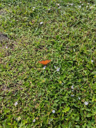 Tallwood Park - West Melbourne, FL