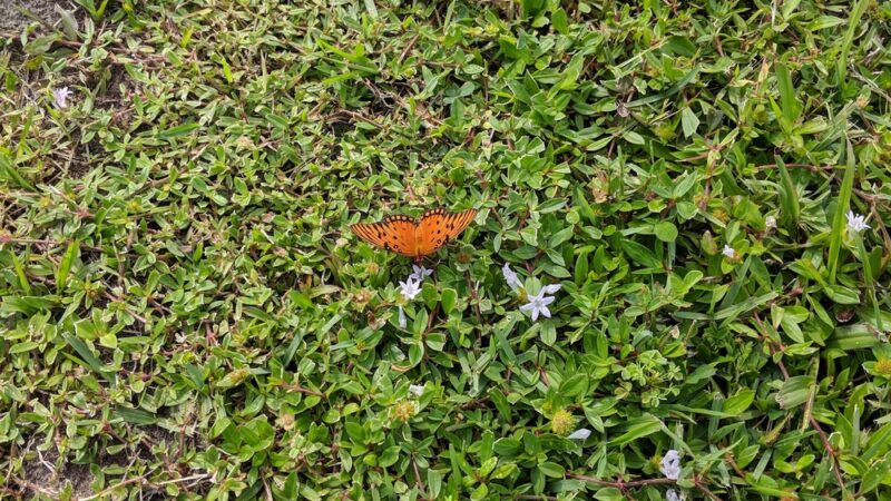 Tallwood Park - West Melbourne, FL