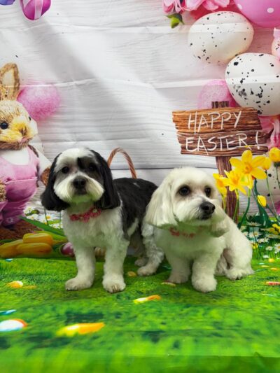 Bow Wow Dog Grooming - West New York, NJ