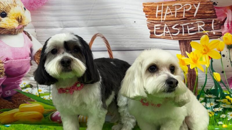 Bow Wow Dog Grooming - West New York, NJ