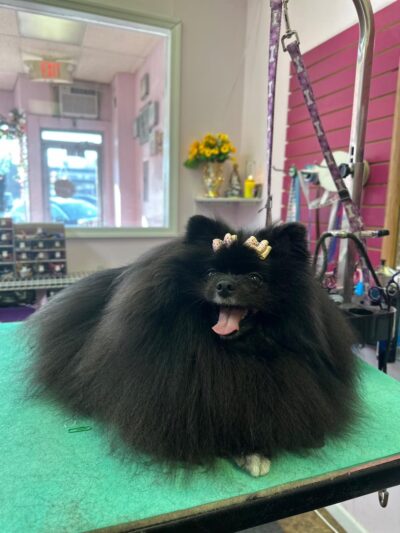 Bow Wow Dog Grooming - West New York, NJ