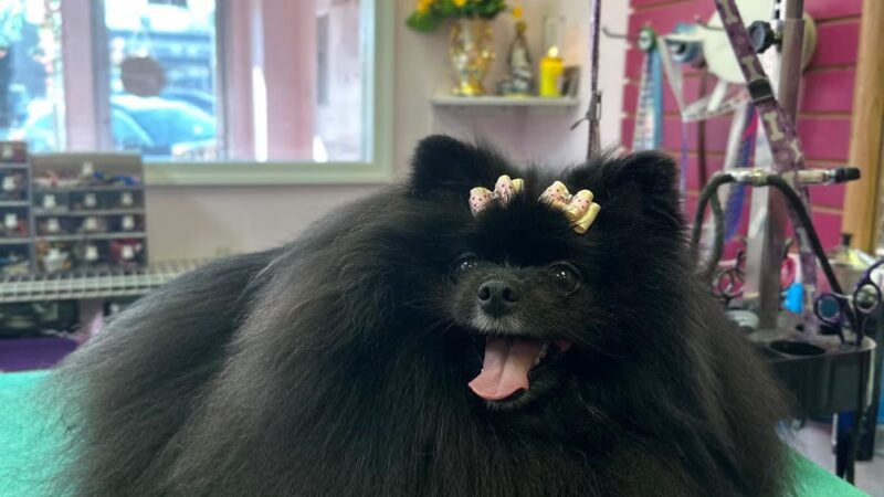 Bow Wow Dog Grooming - West New York, NJ