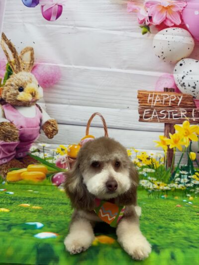 Bow Wow Dog Grooming - West New York, NJ