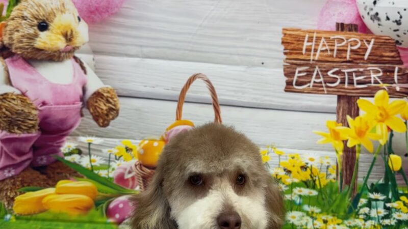 Bow Wow Dog Grooming - West New York, NJ