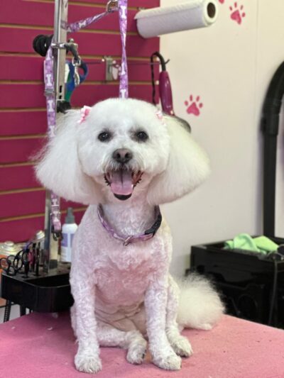 Bow Wow Dog Grooming - West New York, NJ