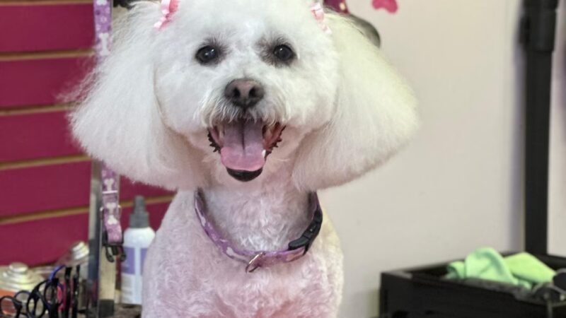 Bow Wow Dog Grooming - West New York, NJ