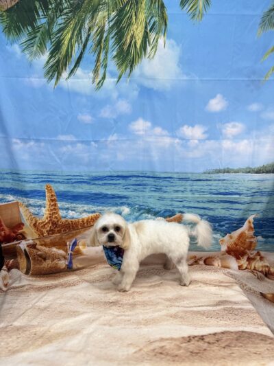 Bow Wow Dog Grooming - West New York, NJ