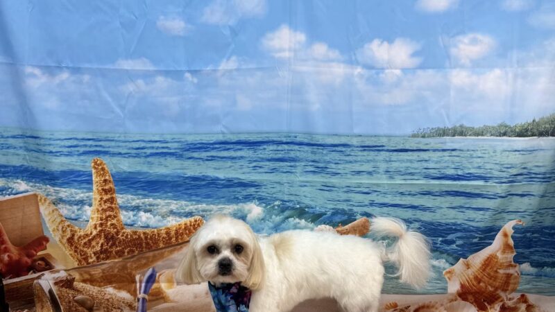 Bow Wow Dog Grooming - West New York, NJ