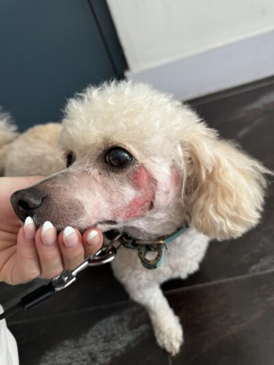 Starbarks, LLC - West New York, NJ