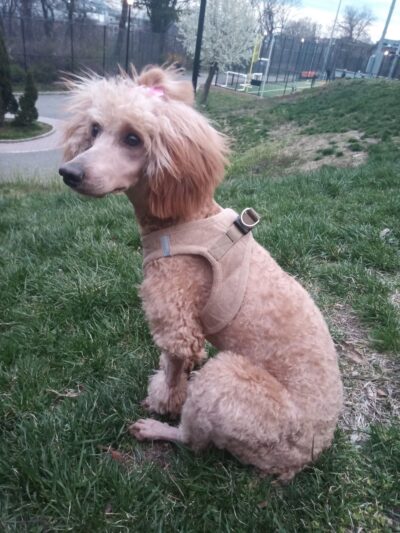 Starbarks, LLC - West New York, NJ