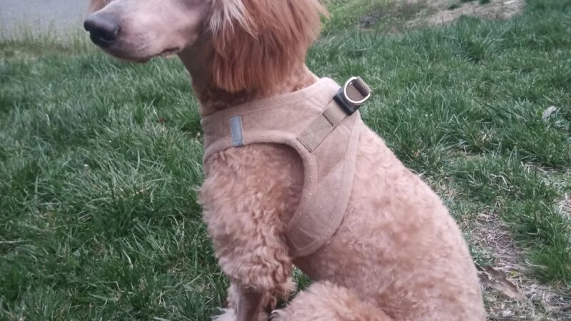 Starbarks, LLC - West New York, NJ