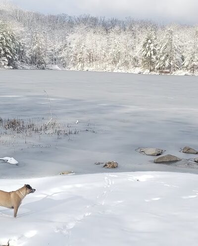The Paw House Inn & Dog Friendly Cottages - West Rutland, VT