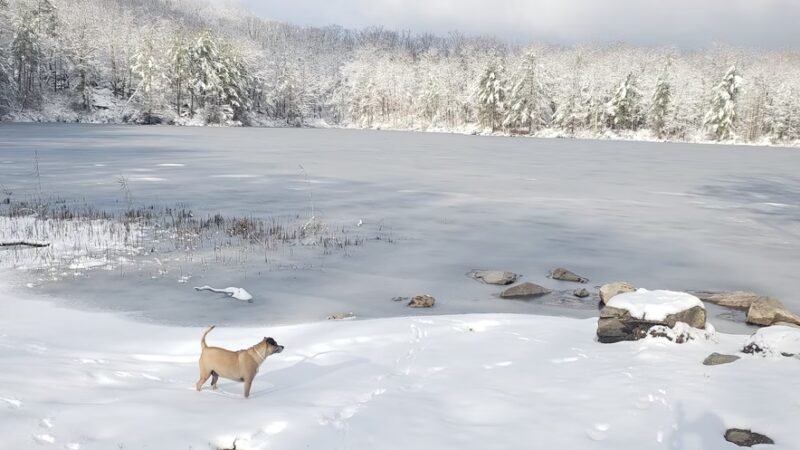 The Paw House Inn & Dog Friendly Cottages - West Rutland, VT
