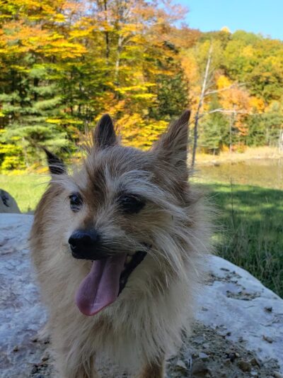The Paw House Inn & Dog Friendly Cottages - West Rutland, VT