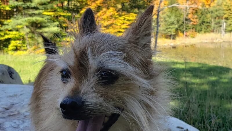 The Paw House Inn & Dog Friendly Cottages - West Rutland, VT