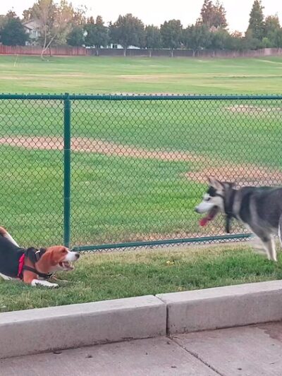 Summerfield Park - West Sacramento, CA