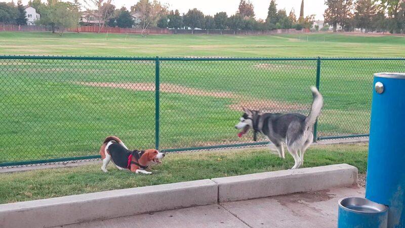 Summerfield Park - West Sacramento, CA