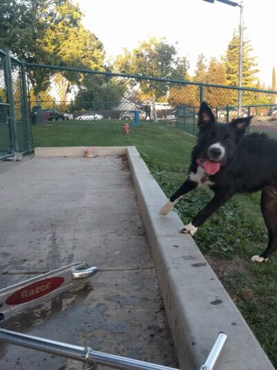 Summerfield Park - West Sacramento, CA