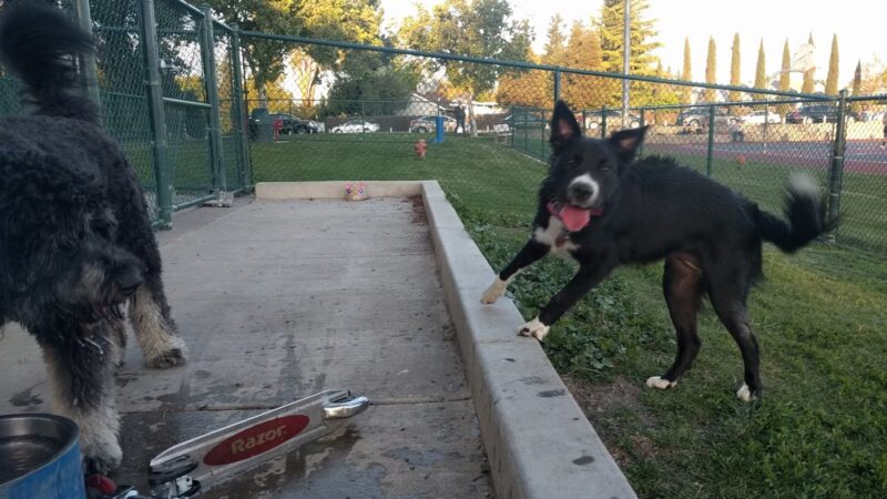 Summerfield Park - West Sacramento, CA