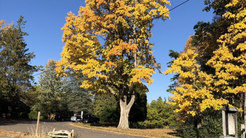 Park Superintendent - West Suffield, CT