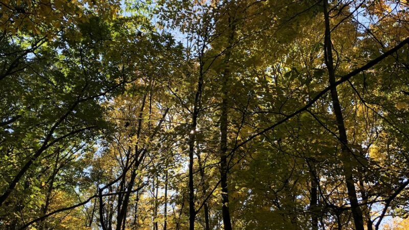 Park Superintendent - West Suffield, CT