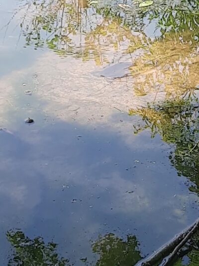 State Game Lands Number 95 - West Sunbury, PA