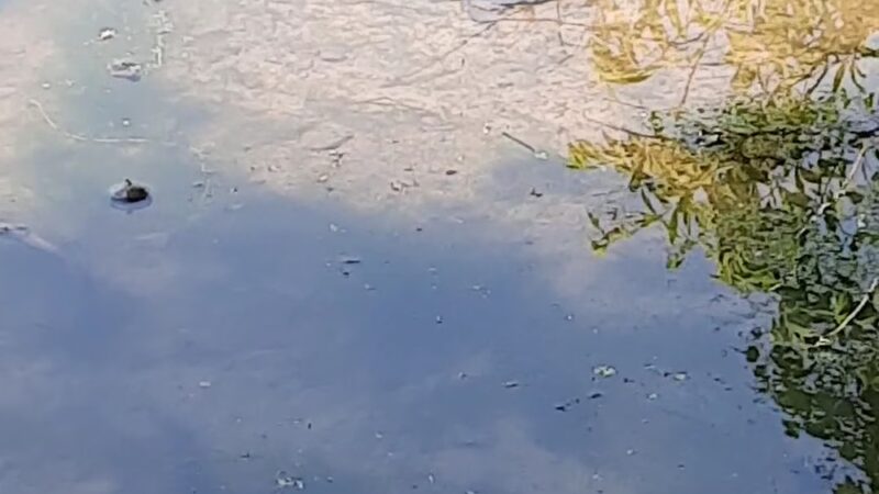 State Game Lands Number 95 - West Sunbury, PA