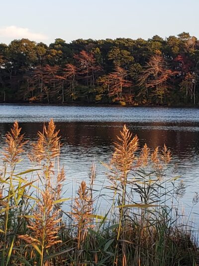 Swan Pond Boardwalk - West Yarmouth, MA